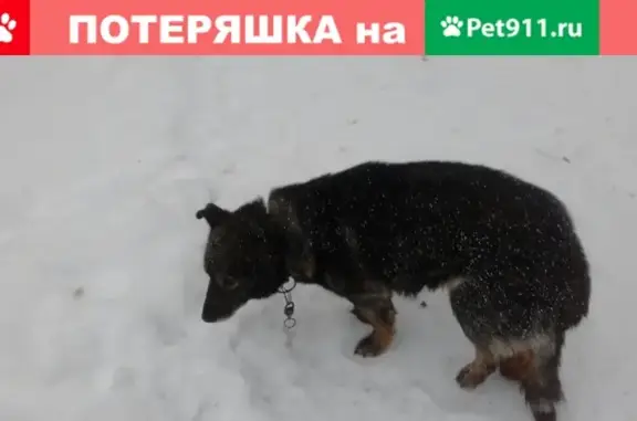 Собака найдена в районе Дубителя, нужна помощь!