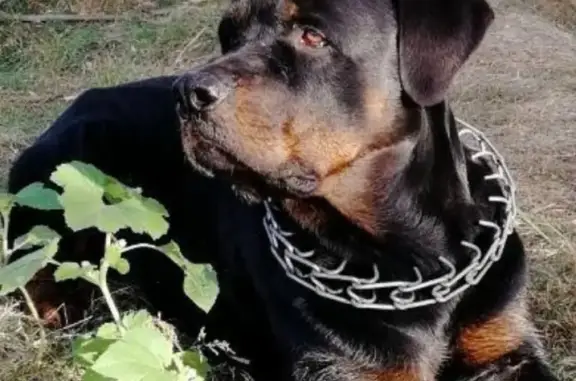 Собаки потеряшки, Астрахань, фото: Потеряшка пёс ШЕРИФ, ул. Панфилова, Астрахань