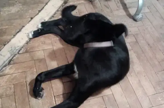 Найдена собака у метро Алексеевская