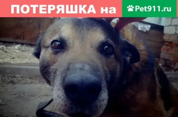 Пропала собака на улице Квасниковская, Энгельсский район