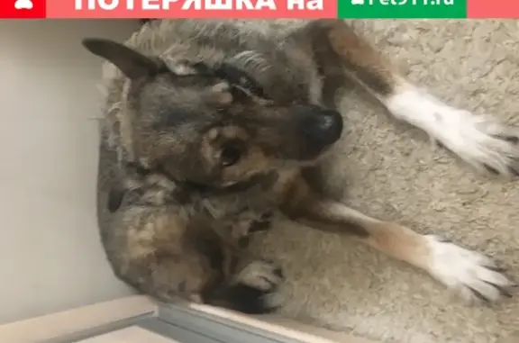 Собаки потеряшки, Санкт-Петербург, фото: Потеряшка собака Капа на ул. Варшавской, д.69