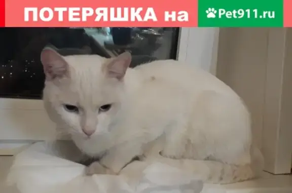 Пропала кошка на улице Максима Горького, Тула