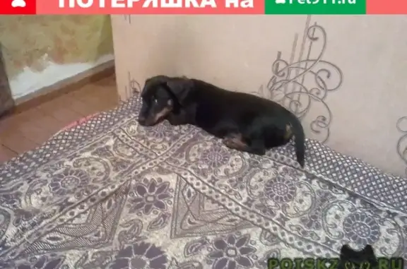 Объявления о пропавших и найденных животных, Ленинск-Кузнецкий (Кемеровская обл.), фото: Пропал шенок во время фейерверков на ул. 7 Ноября