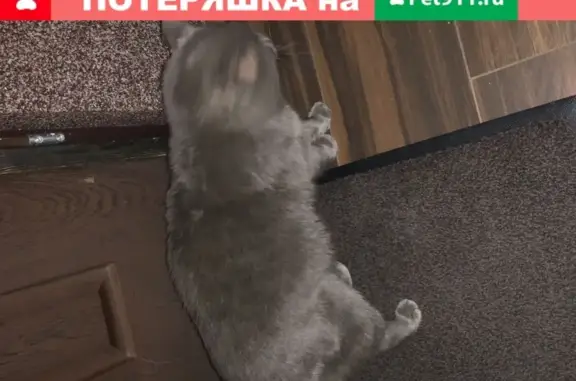 Найдена кастрированная кошка в Наро-Фоминске