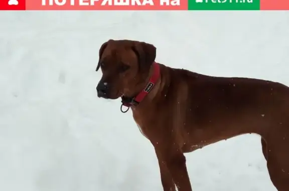 Пропала собака Риджбек в д. Райсеменовское, Московская обл.