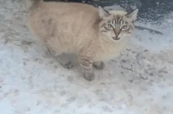 Пропала кошка Шпуля на ул. Малой Красноармейской, Лиски.