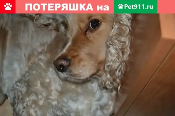 Пропала собака в Зеленогорске, Октябрьский микрорайон