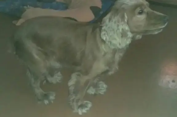 Найдена собачка в Сомбатхее без хвоста