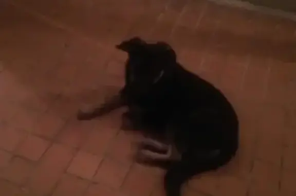 Найден щенок в доме 27, Набережные Челны
