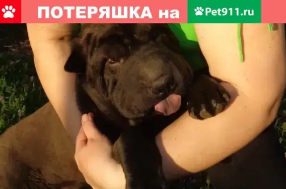 Пропала собака в ст. Переясловская, Краснодарский край