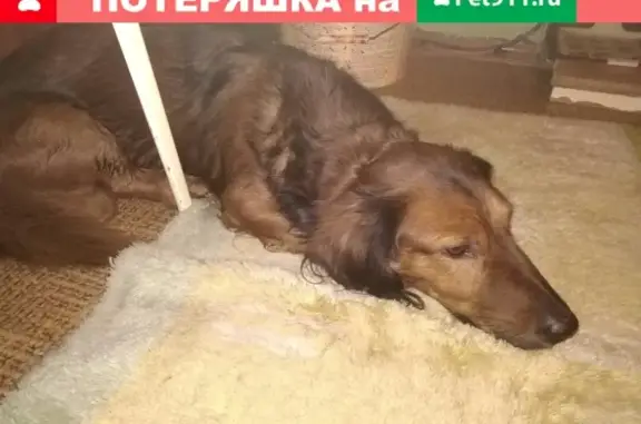 Потерянная собака в Вологде, находится у меня до утра.