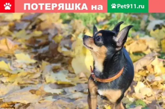 Пропала собака Жора в Балаково, Саратовская обл. #Пропажа