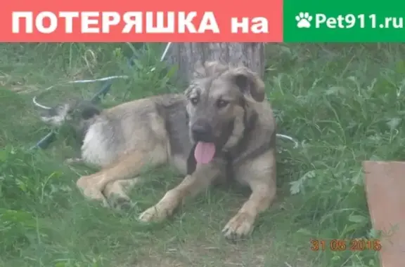 Пропала большая собака в Дашках, Рязань