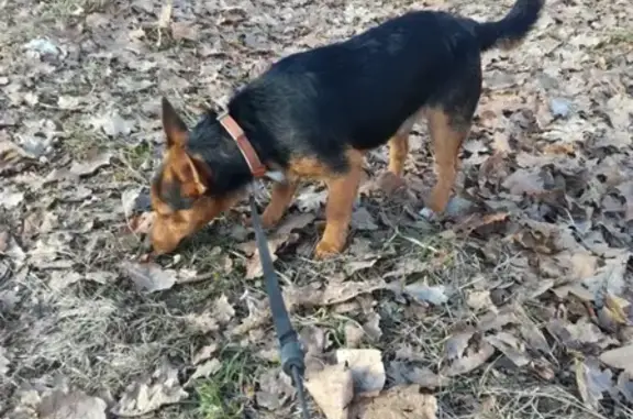 Собаки потеряшки, Нижний Новгород, фото: Потеряшка маленькая собака в Высоково, Нижний Новгород