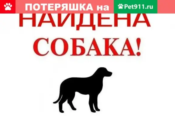 Найден пёс в деревне Усть-Долыссы, Псковская область