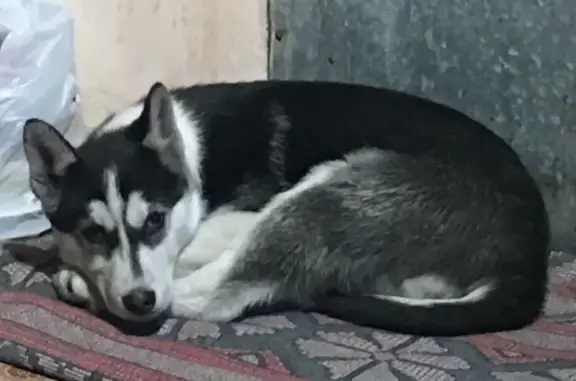 Найдена собака в Черногорске возле 45 магазина