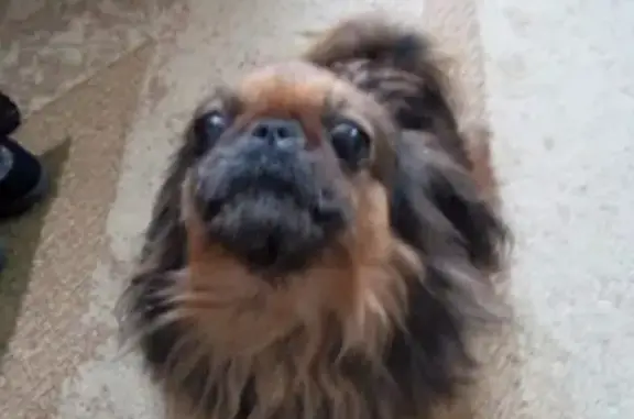 Найдена собака в Цимлянске на ул. Буденого