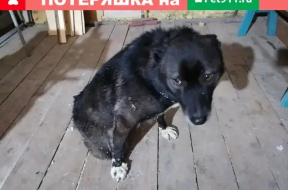 Собака найдена на северном въезде в Сокол