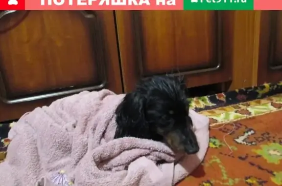 Найдена больная собака в Санкт-Петербурге, нужна помощь хозяев.