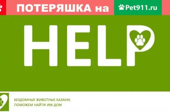 Пропала собака на ул. Шмидта, Казань.
