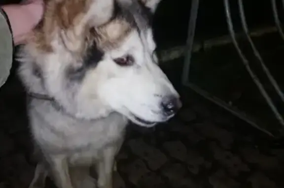 Найдена собака на ул. Фадеева, Краснодар, ищем хозяина (37 символов)