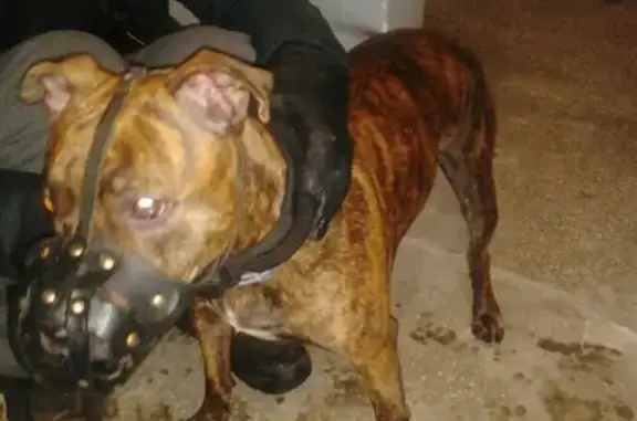 Найдена собака на Казачьих лугах, нужна помощь