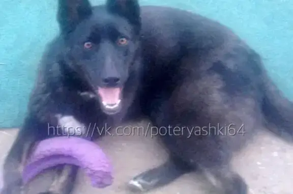 Пропала собака Адель в Энгельсе, Саратовская область