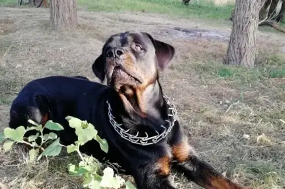 Пропала собака в Астрахани, советский район - Ротвейлер Шериф