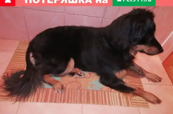 Пропала собака Цезарь на Мюнниха 26, Томск