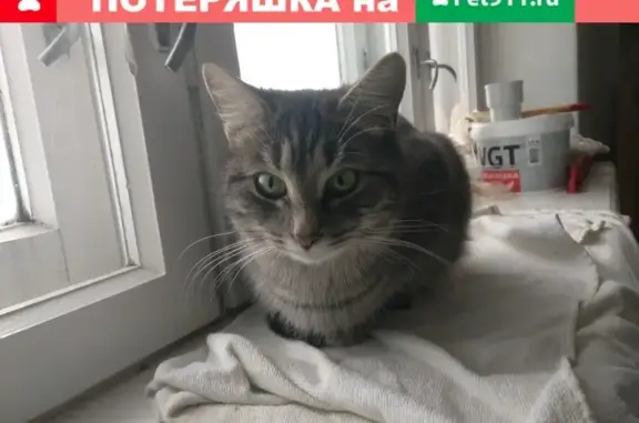 Найдена ласковая кошка в Воскресенске, Московская область