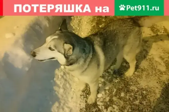 Найден пёс на ул. Пражская, Тюмень