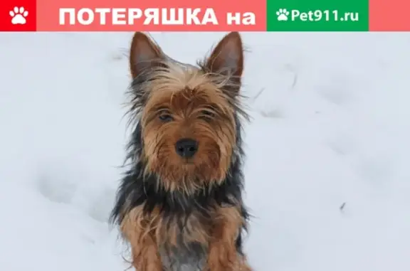 Пропала собака в Зернограде, вознаграждение!