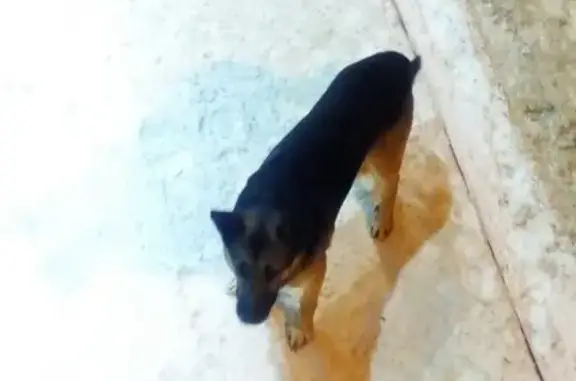 Найдена собака в районе Брагинской 9-ой больницы, ищет хозяев