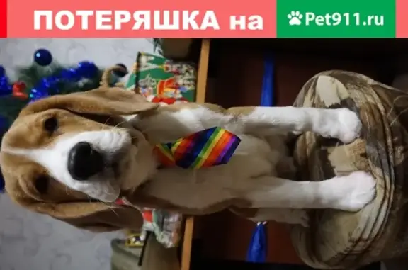 Пропала собака в Шарыпово, дом 25, 4й микрорайон, вознаграждение