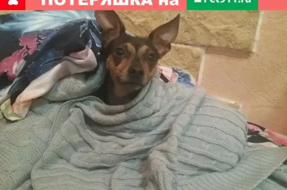 Пропала собака Кнопа на Центральной 11, Дубна