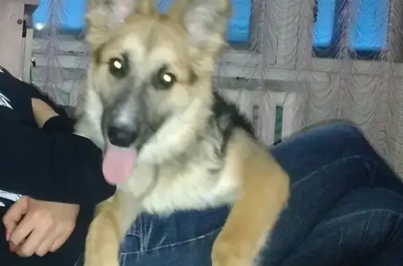 Пропала собака на ул. Пирогова 32 в Комсомольске-на-Амуре