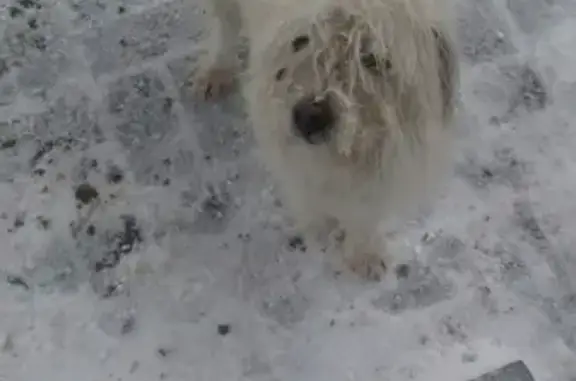 Пропала собака Доля в Малетино