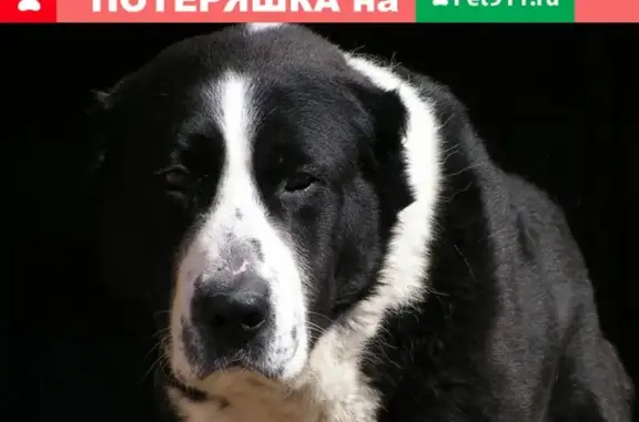 Пропала собака Хан в Спасском, Пензенская область