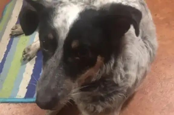 Найдена собака в Омске, среднего размера, черно-серого окраса.