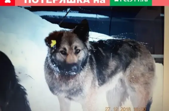 Пропала собака Найда, район СРВ, ухо с желтой биркой.