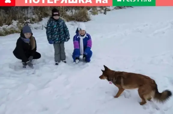 Пропала собака в районе Заводской улицы (Чара, темно-рыжая, небольшого роста)