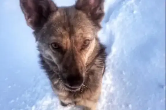 Пропала собака Изи в Аниве, Сахалинская область
