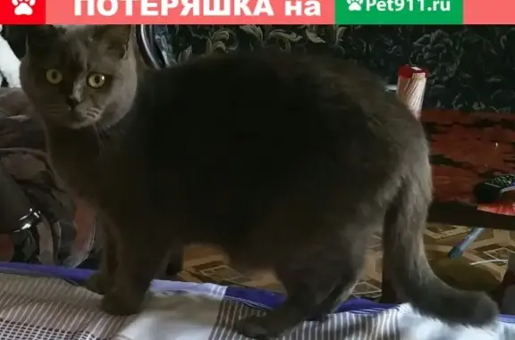 Пропала кошка Цири на улице Нагорной в г. Корсаков, Сахалинская область