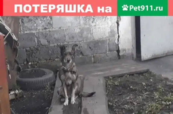 Пропала собака Буся в Кемерово