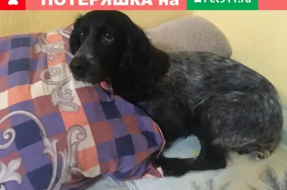 Пропала собака Ева на Большевистской, Соликамск