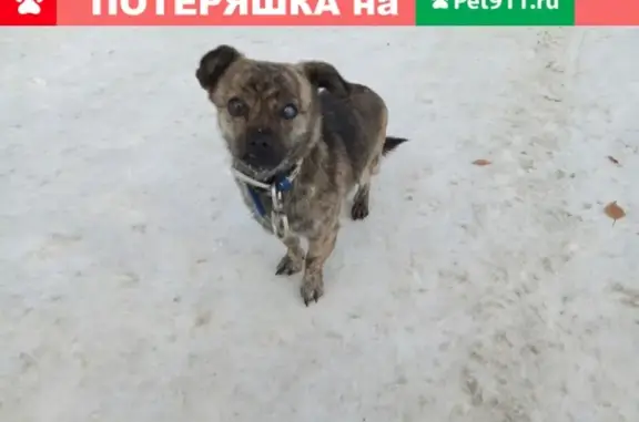 Найден собачка в синем ошейнике в Ахунах #Потеряшки