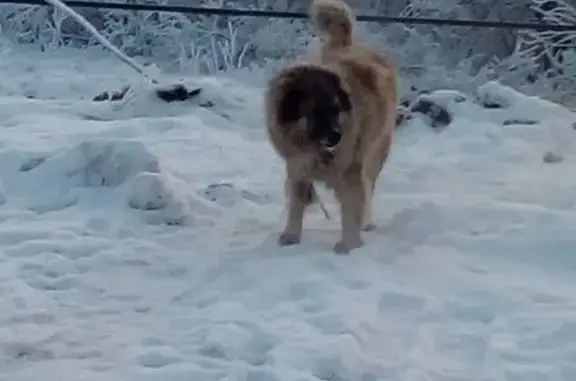 Пропала собака Дик в Бугульме, Республика Татарстан