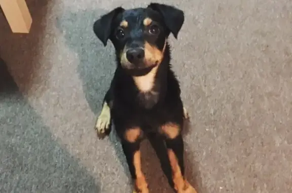 Пропала собака в Калуге на Площади Победы