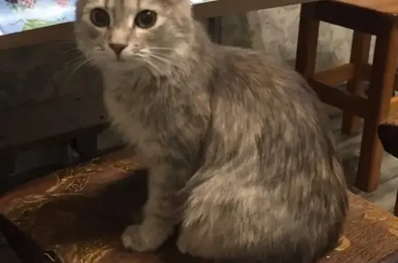 Найдена кошка в Северном р-не, контакты Людмилы