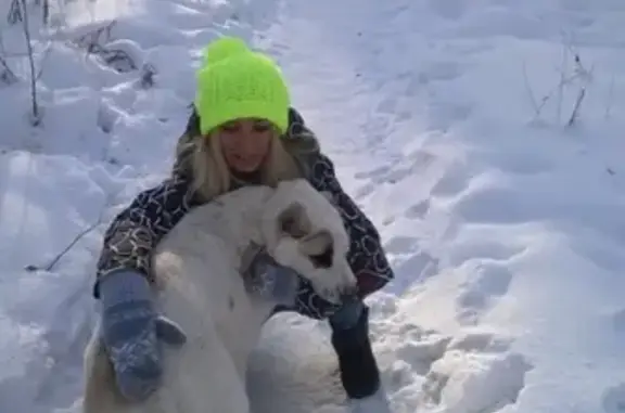 Пропала собака Лола в районе Чмз, помогите вернуть!